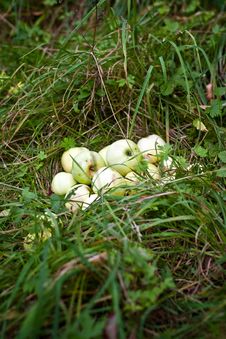 Pile Of Apples Royalty Free Stock Photography Pile Of Apples Royalty Free Stock Photography