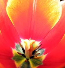 Tulip Flower Inside Royalty Free Stock Image Tulip Flower Inside Royalty Free Stock Image