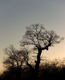 Silhouette Of A Tree Royalty Free Stock Photo