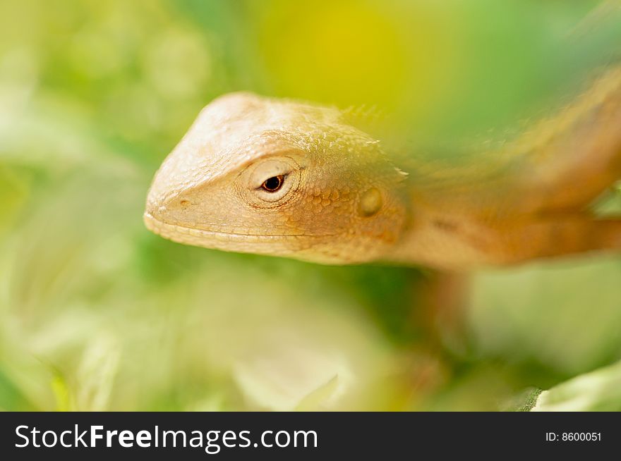 Closeup shot of chameleon in bushes.