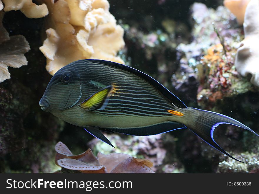 Sohal surgeonfish is a Red Sea endemic which grows to 16 inches in the wild.