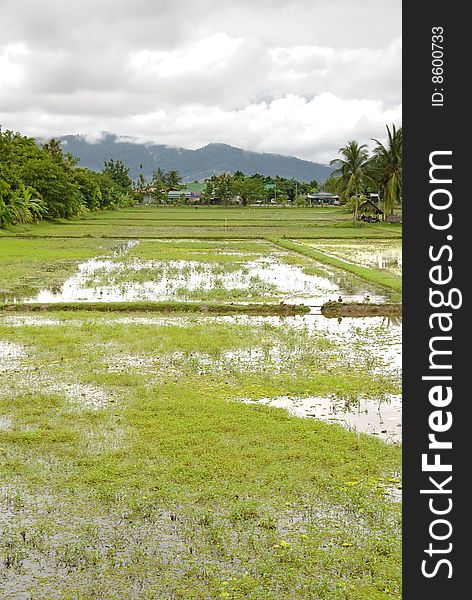 Rice paddy in southern laos