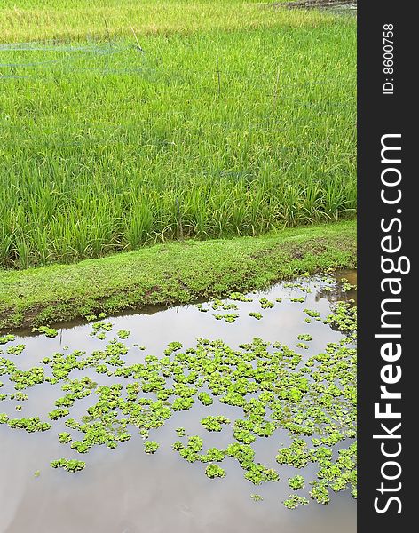 Rice paddy with small lotus pond