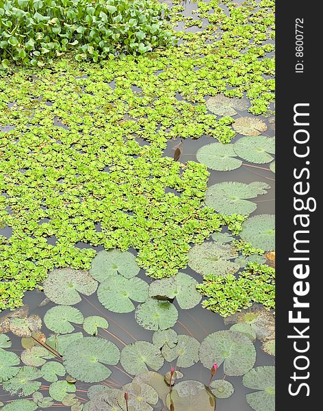 Lotus pond with variety of plants