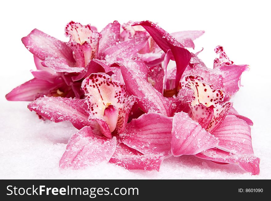 Pink orchid on snow closeup