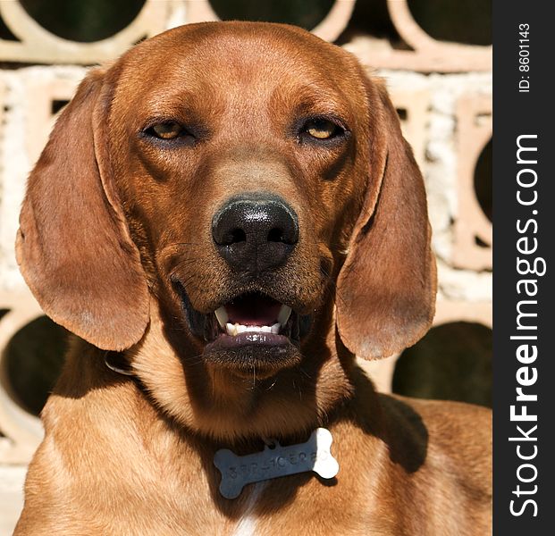 Portrait of brown dog: segugio maremmano