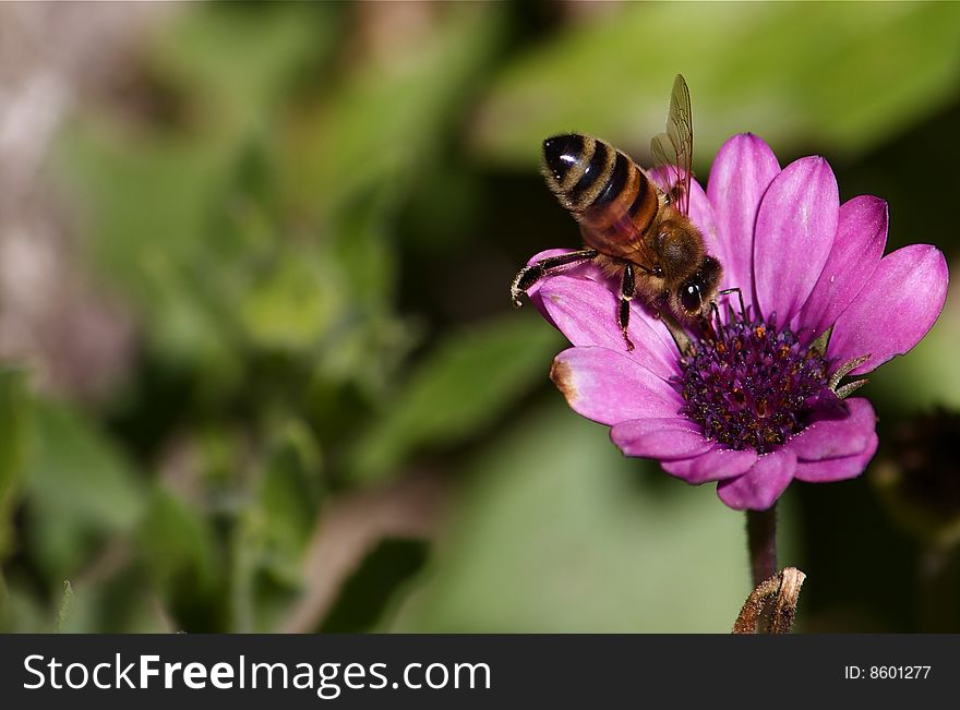 A bee on a pink flower. A bee on a pink flower
