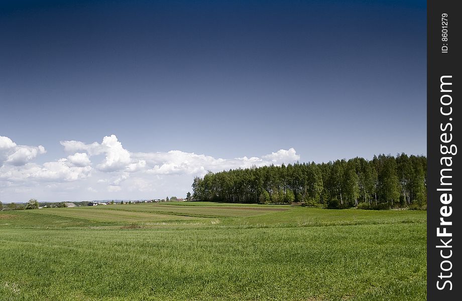 Green corn field in southern Poland. Green corn field in southern Poland