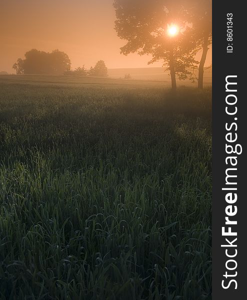 Green grain not ready for harvest growing in a farm field. Green grain not ready for harvest growing in a farm field