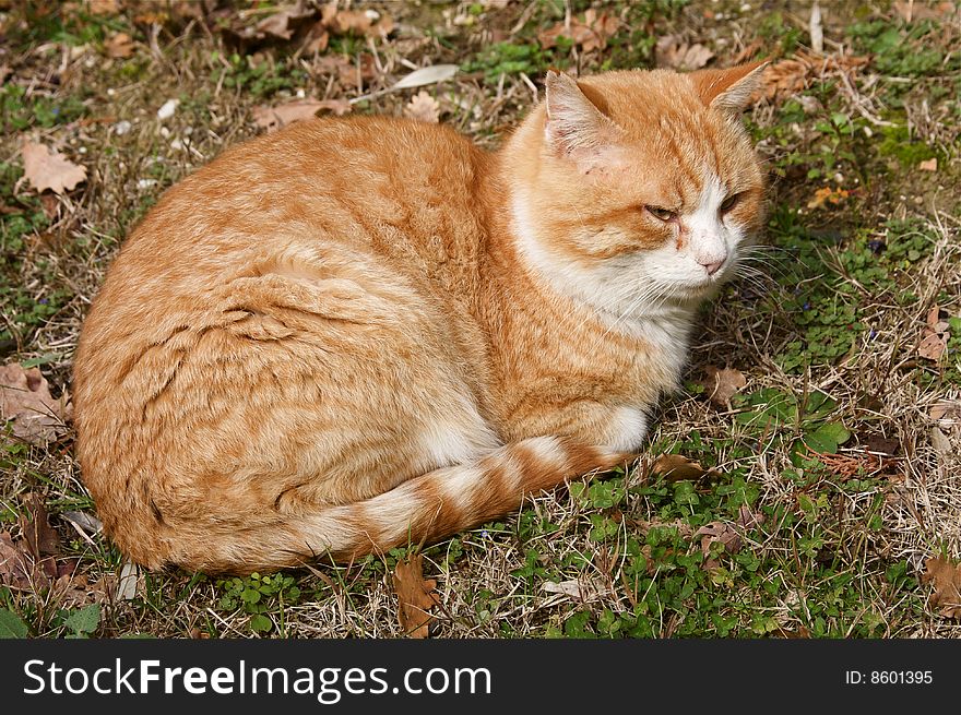 Portrait of european red cat sit in the grass. Portrait of european red cat sit in the grass