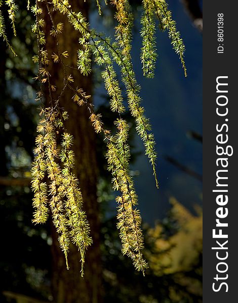 Day view of pine leaves at Sichuan Province China