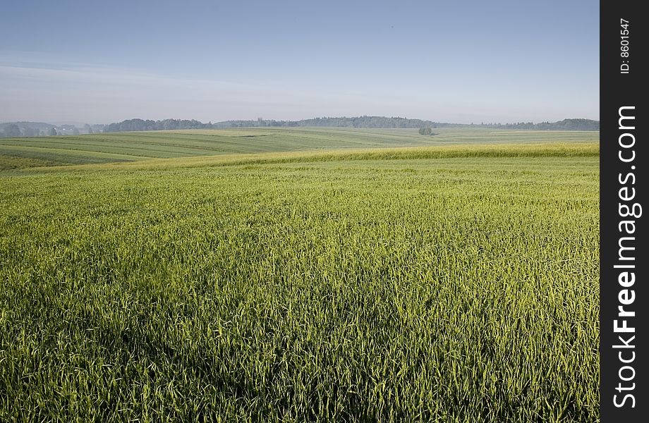 Green corn field in southern Poland. Green corn field in southern Poland