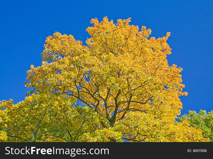 Golden maple branches on blue sky background. Golden maple branches on blue sky background