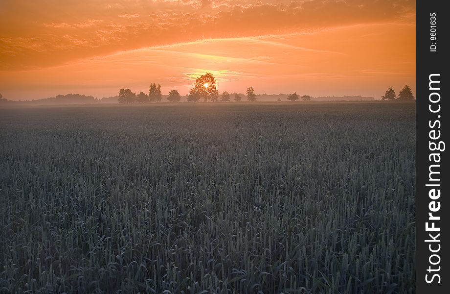 Green grain not ready for harvest growing in a farm field. Green grain not ready for harvest growing in a farm field