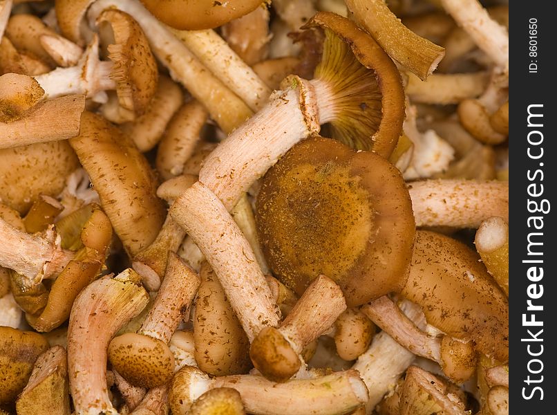 Brown Fungus Background