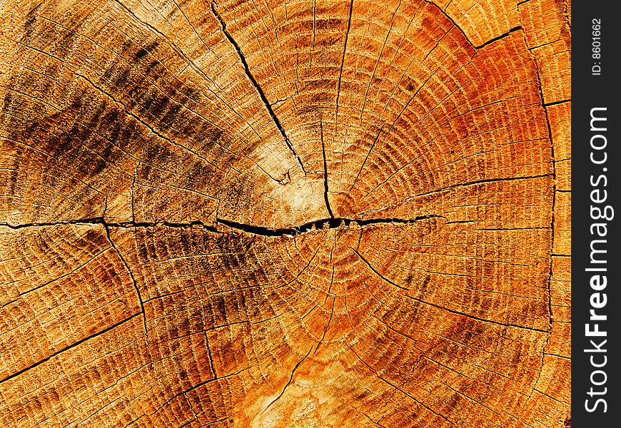 Cut a tree an oak Ð°bstract background