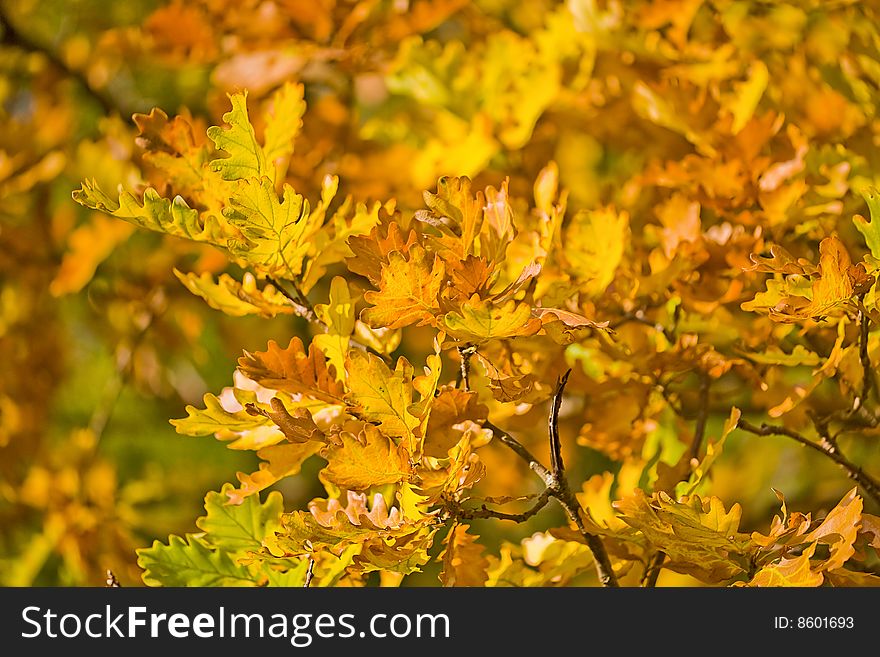 Golden autumn oak branch on yellow background. Golden autumn oak branch on yellow background
