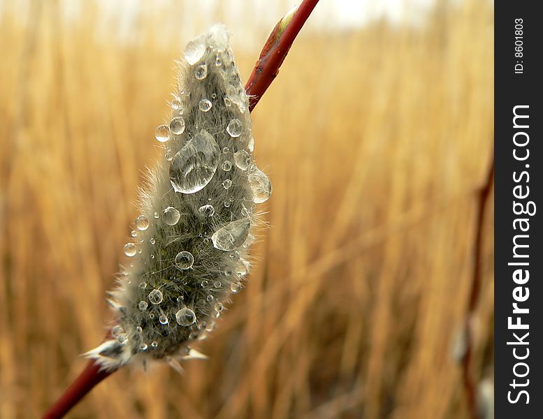 The pussy-willow against background of reeds.