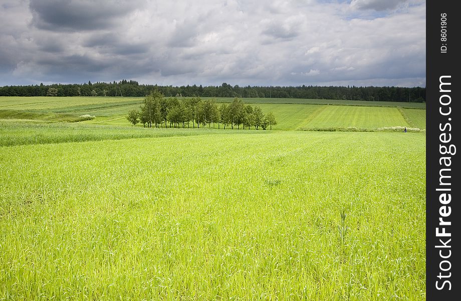 Green corn field in southern Poland. Green corn field in southern Poland