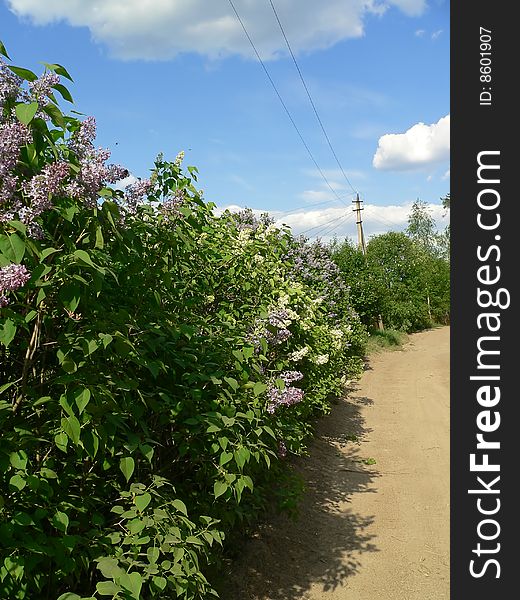 The rural road in the clear day.