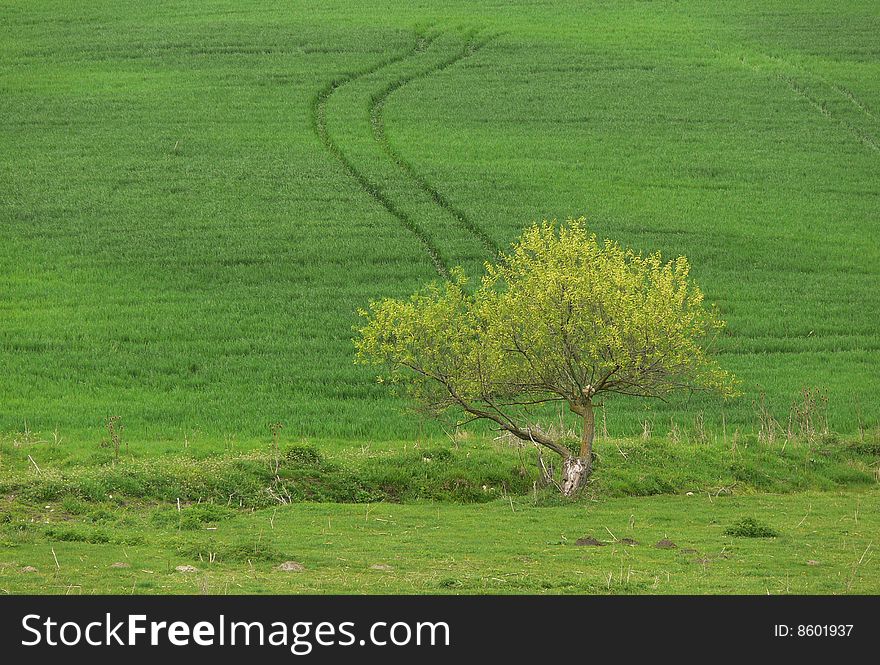 Lonely tree on a green spring blossom meadow.