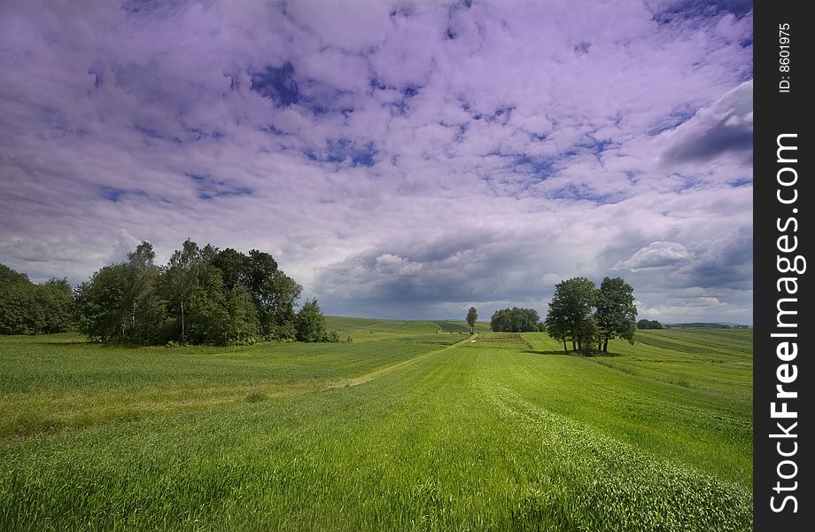 Green corn field in southern Poland. Green corn field in southern Poland