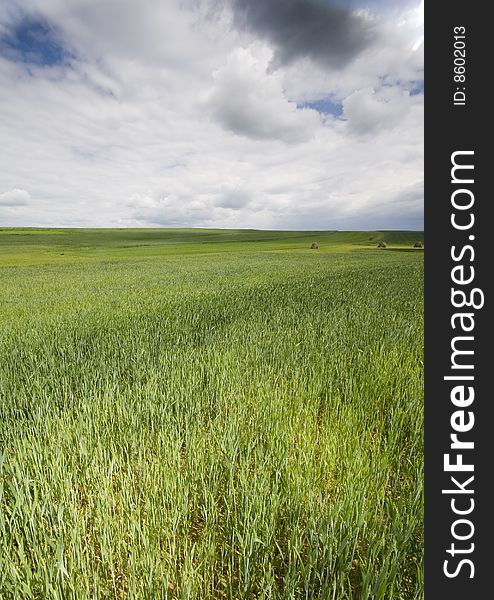 Green corn field in southern Poland. Green corn field in southern Poland