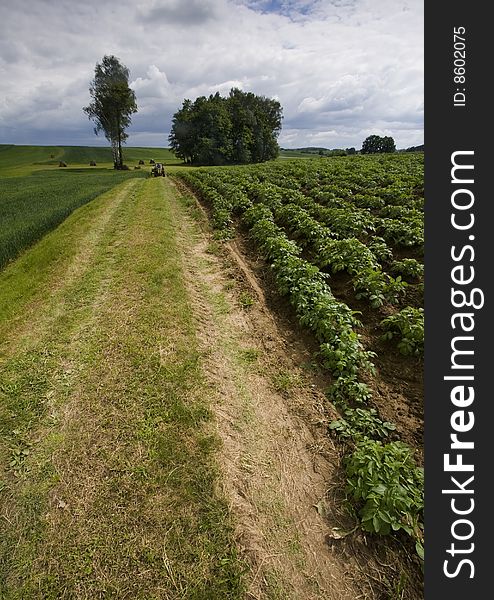 Green corn field in southern Poland. Green corn field in southern Poland