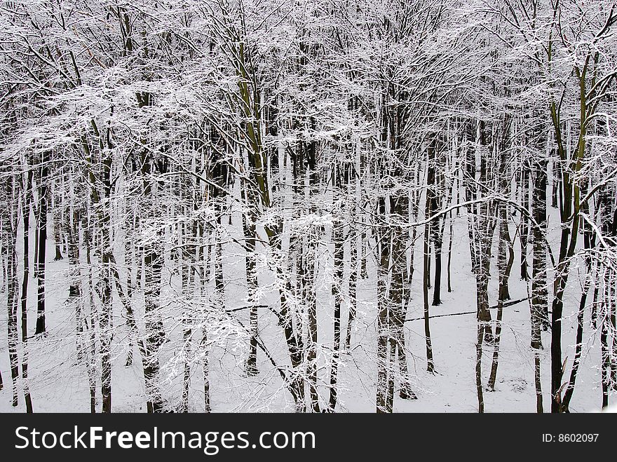 White Winter Forest Scene