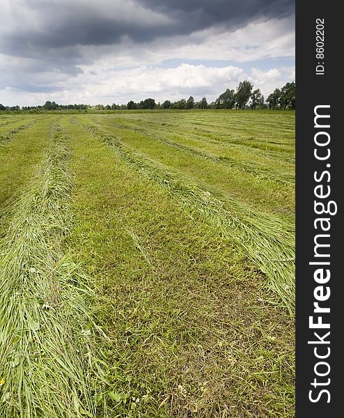 Green corn field in southern Poland. Green corn field in southern Poland