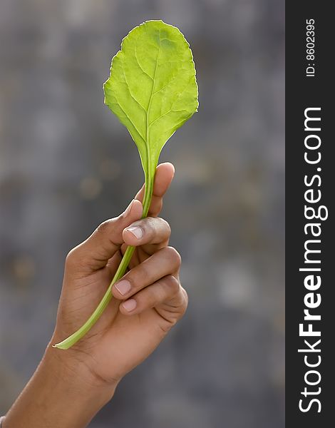 Fresh green spinach leaf in safe hands. Fresh green spinach leaf in safe hands