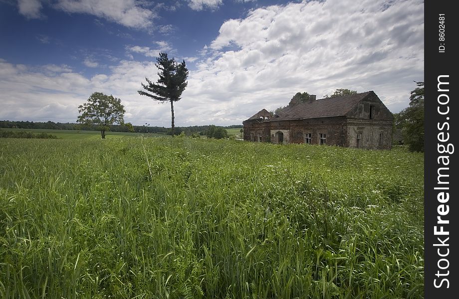 Green grain not ready for harvest growing in a farm field. Green grain not ready for harvest growing in a farm field