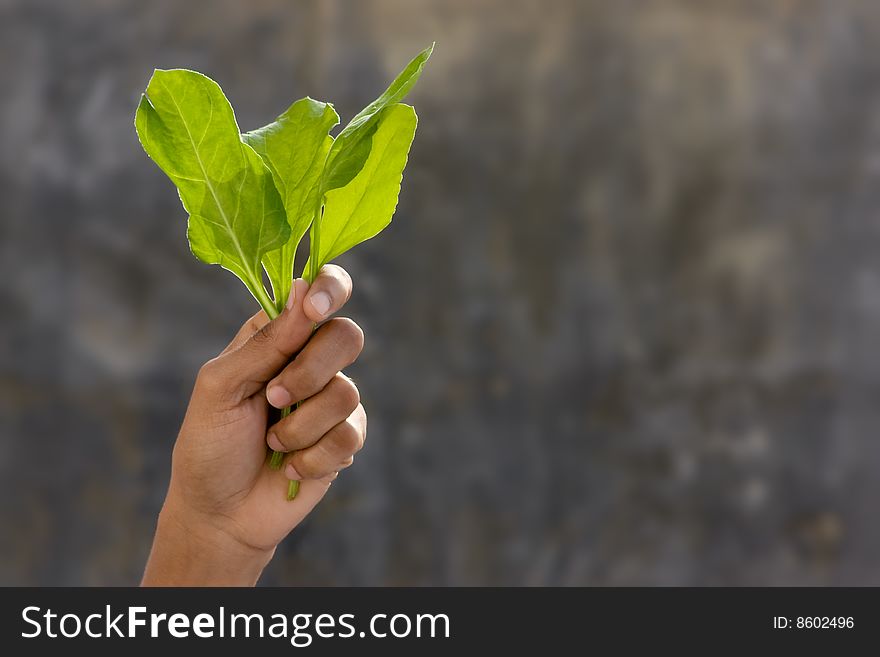 Fresh green spinach leaf in safe hands. Fresh green spinach leaf in safe hands