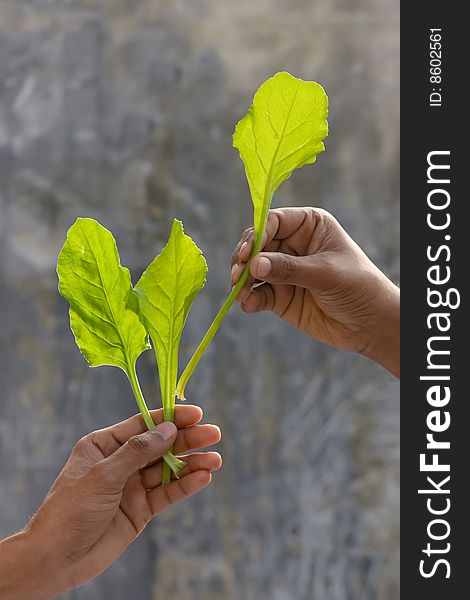 Fresh green spinach leaf in safe hands. Fresh green spinach leaf in safe hands