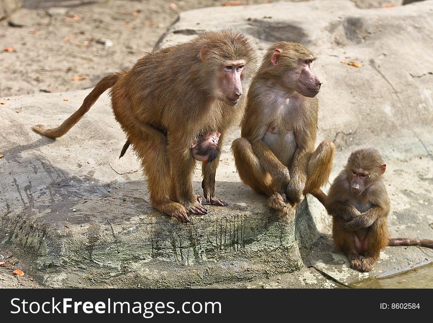 Monkey family in Poland zoo. Monkey family in Poland zoo