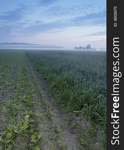 Green grain not ready for harvest growing in a farm field. Green grain not ready for harvest growing in a farm field