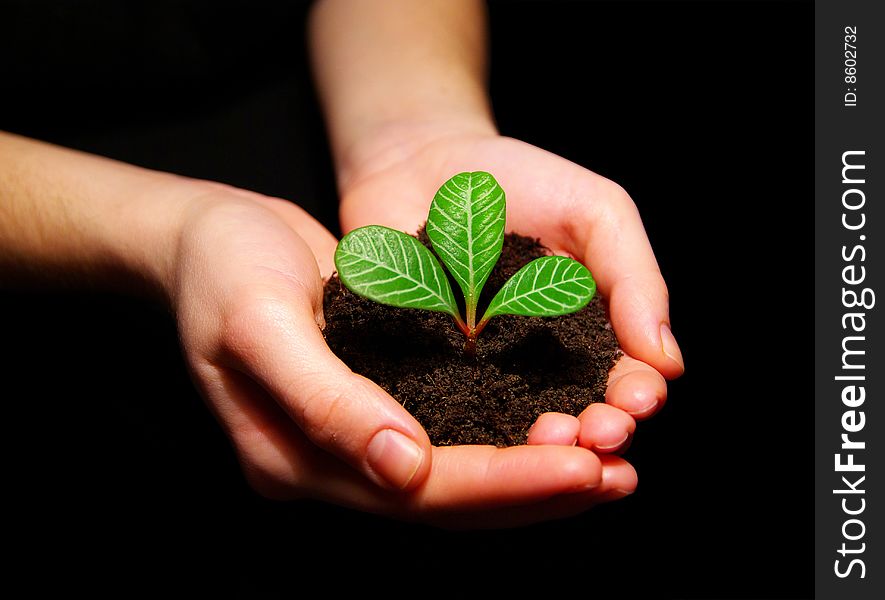 Hands holdings a little green plant on a black background. Hands holdings a little green plant on a black background