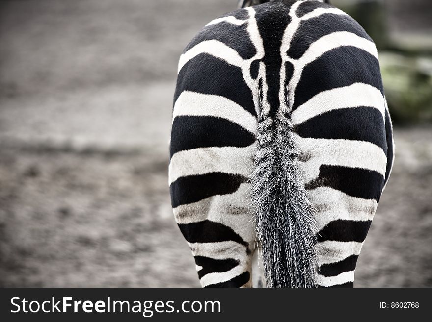 Torso of Equus Burchelli Zebra
