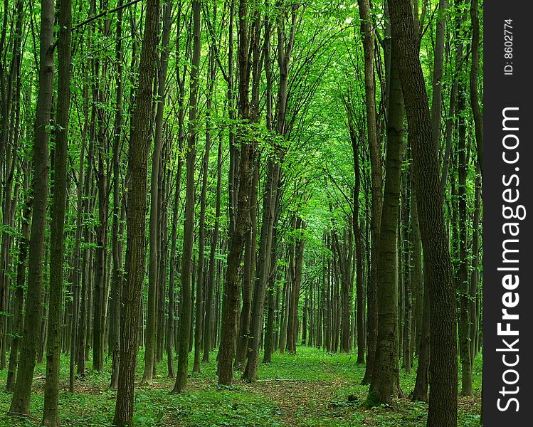Trees in a  green forest