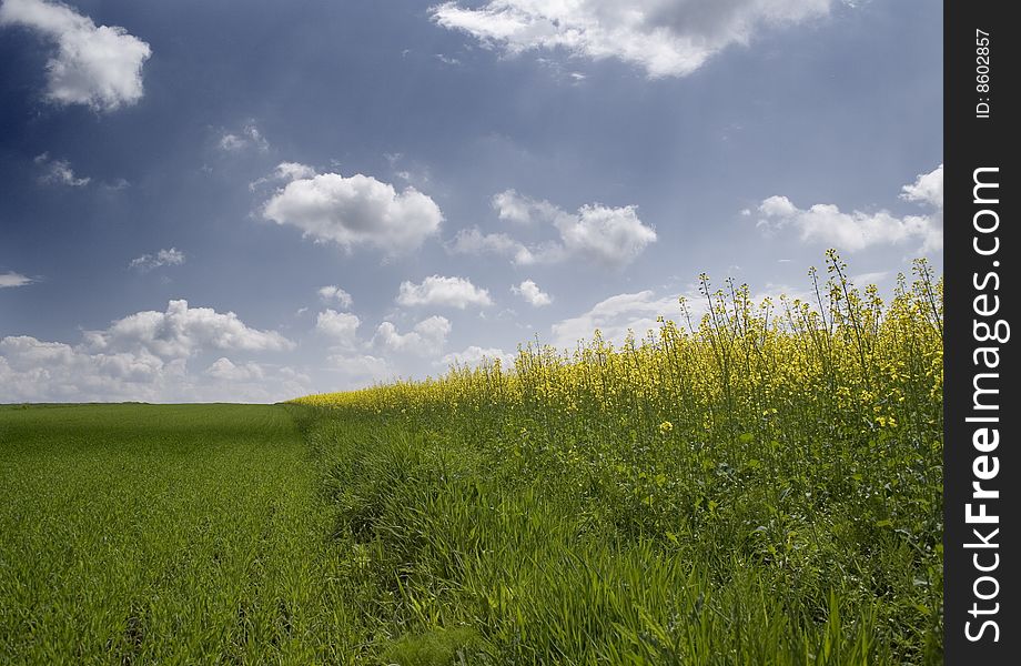 Yellow oilseed rape in southern Poland