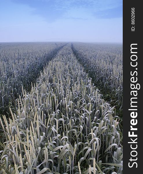 Green grain not ready for harvest growing in a farm field. Green grain not ready for harvest growing in a farm field