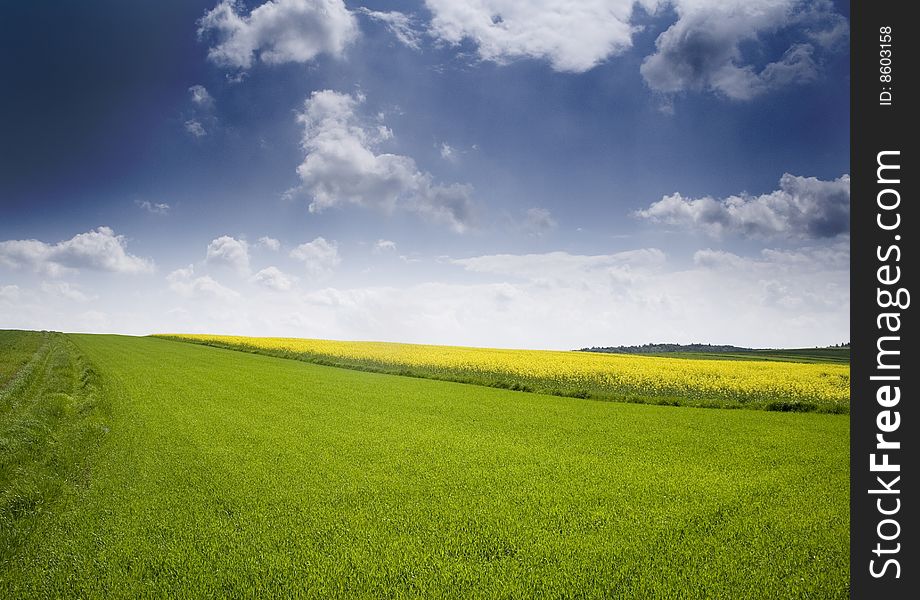 Yellow oilseed in southern Poland. Yellow oilseed in southern Poland