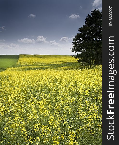 Yellow oilseed rape in southern Poland