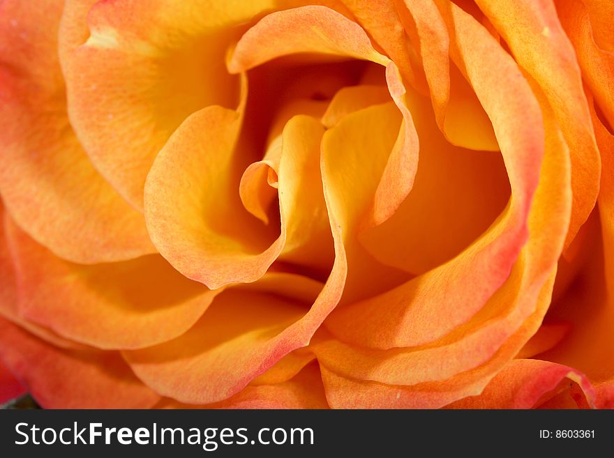 Macro image of Tea rose