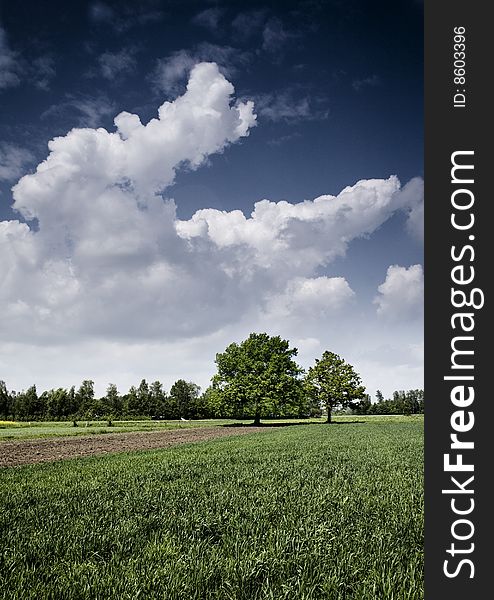 Green grain not ready for harvest growing in a farm field. Green grain not ready for harvest growing in a farm field