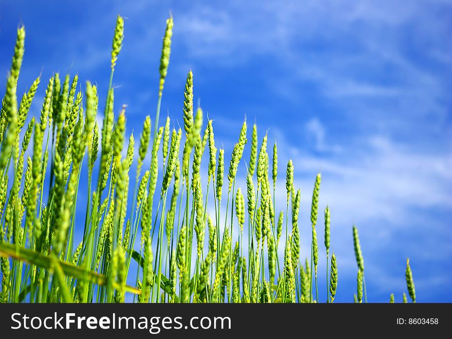 Early summer corn with a blue sky background. Early summer corn with a blue sky background