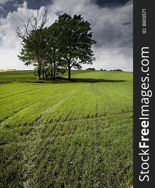 Green grain not ready for harvest growing in a farm field. Green grain not ready for harvest growing in a farm field