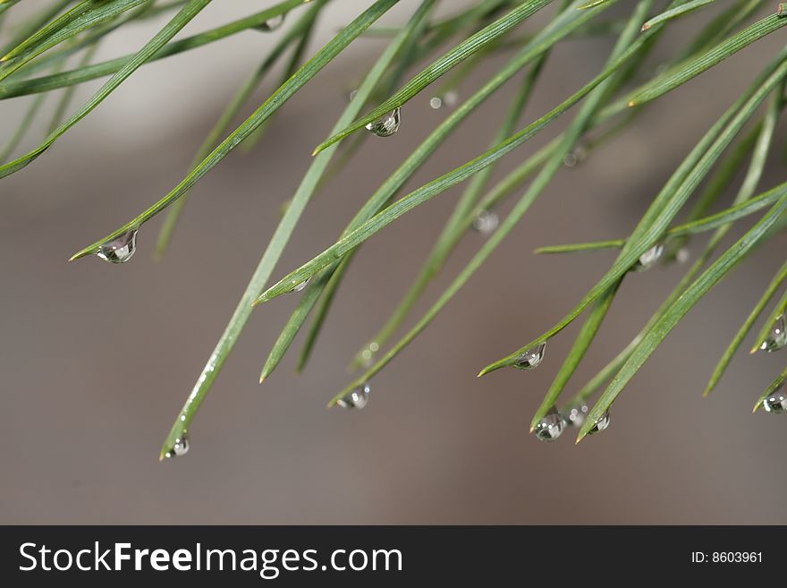 Needles With Water Drops