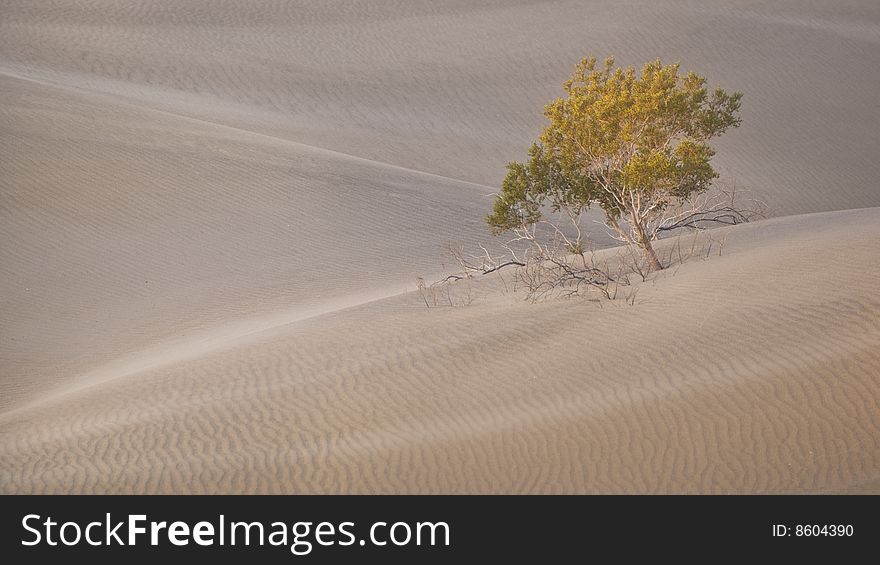 Tree And Sand Dunes