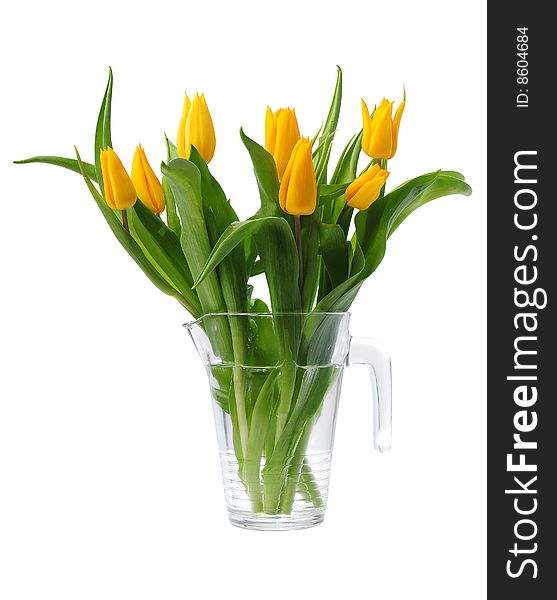 Yellow spring tulips in pot with clipping path